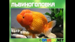 Львиноголовка