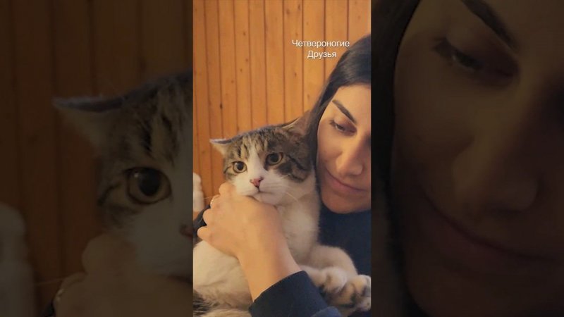 Подобрали кота с улицы, его залечили большими лощами антибиотиков, очень ищет хозяев присмотритесь