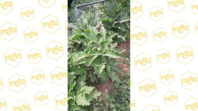 Подкормка садовых культур по листу за 1 минуту
