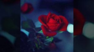 Элмира таалай элеси