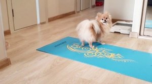 Шпиц старается достать игрушку из лотка!.