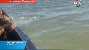 Рыбалка трех жителей Котельниковского района оказалась вне закона