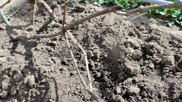 Открытие виноградника 2023 Часть 2