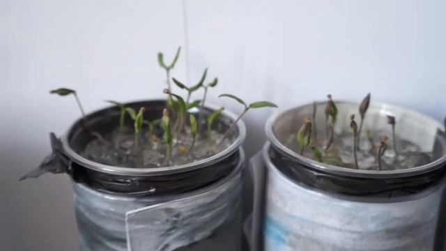 First week2 смотреть онлайн