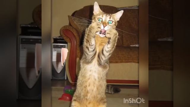 Один мнительный муж решил избавить от себя жену координальным способом | Мусины рассказы смотреть онлайн