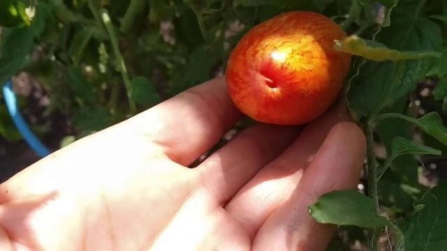 №24 "Безумие Кассади". Сорта помидоров. Выращивание помидоров.  Огород. Сад. Томаты.