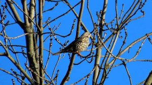 1243. Drozd brávník, Mistle Thrush, Misteldrossel, Grote lijster, Grive draine, Деряба, Paszkot