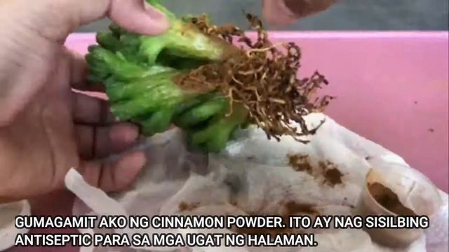 HOW TO REMOVE ANTS FROM SUCCULENTS смотреть онлайн