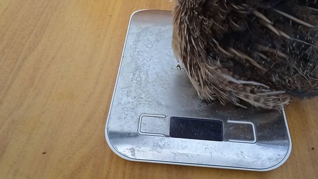 Сравнение перепелов разных пород