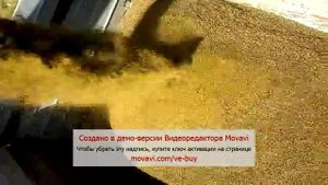 Семена люцерны сорта "ВЛАСТА" .Уборка 2015 г. От и до. Harvesting alfalfa seed 2015