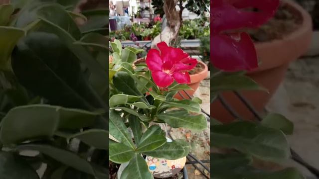 #sort #rosadeldesierto😍 #adenium🌺 cuidado básicos y mucho más en #elviverodegloria