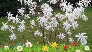 Магнолия звездчатая ? Обзор: посадка и уход. саженцы, крупномеры магнолии : описание и особенности