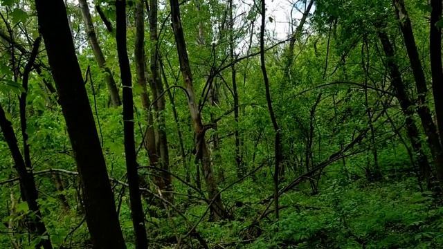 САМВЕЛ АДАМЯН В ЗАПОРОЖЬЕ СЛУЧИЛОСЬ СТRАШНОЕ. АЛИНА ИЛИ НАТАЛЬЯ смотреть онлайн