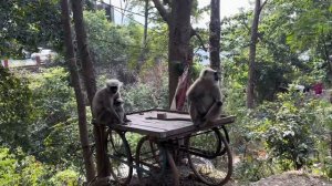 Индия. Ришикеш-Харидвар-Дехрадун. Паломники, йога, много дороги. Как это было