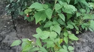 Нектарная малина. Что это такое. Сорт Хейса.