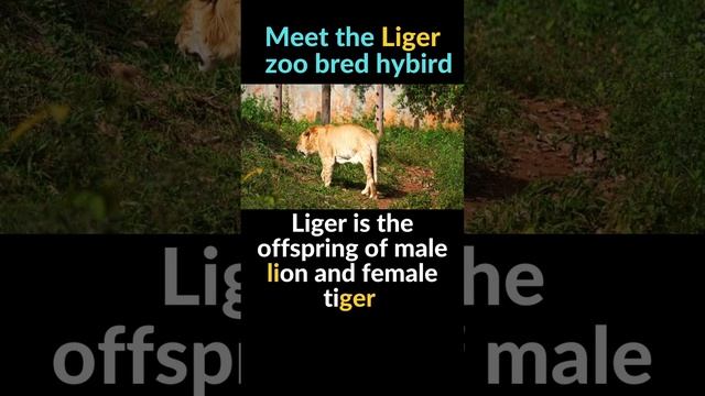 Do you Know the Liger and Tigon?