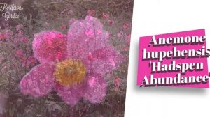 Anemone hupehensis 'Hadspen Abundance'