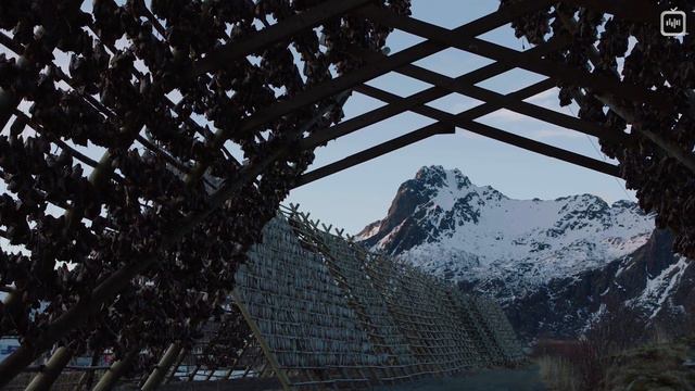 Рыба_ которая спасла викингов [Veritasium](1080P_HD) смотреть онлайн