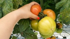 АКСЕЛЬ F1 на малообъемной технологии в Дагестане