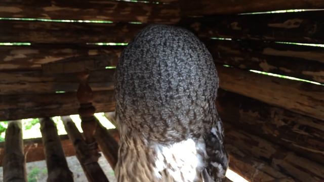 Сова в питомнике хищных птиц "Холзан" смотреть онлайн