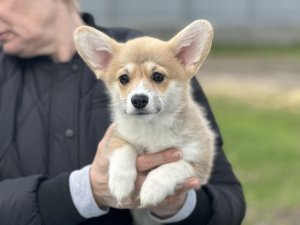 Девочка 3 Нью Тандем А... FURRY LOAF APOLLO THE MUSICIAN x ANDVOL LAMBADA