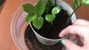Как вырастить замиокулькас