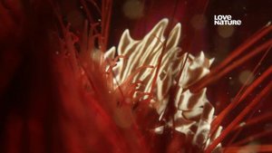 Как Красный морской ёж (Fire urchin) — Astropyga radiata служит убежищем и защитой для рыб и крабов