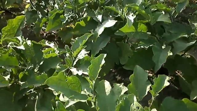 Формирование баклажан  (синенькие). Прошло ещё  две недели с момента пасынкования.