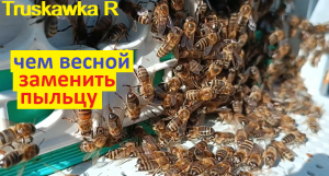 #пчёлы. Какой мукой заменить лучше всего пыльцу пчёлам ранней весной. Другие варианты подкормки