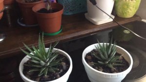 Хавортия Полосатая/Haworthia fasciata-4. Прошло полгода! Как я поливаю суккуленты. Рерайт и Сеть