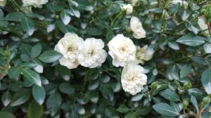 ПРОЛИФЕРАЦИЯ РОЗ. ЧТО ЭТО И КАК С ЭТИМ ЖИТЬ? Лечить? Избавиться от розы? Или роза справится сама?