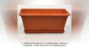 Как вырастить ТРАВУ для КОШКИ и других домашних животных | Несложная инструкция