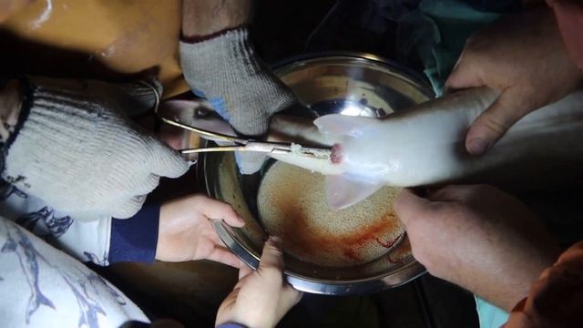 Разведения осетровых .Инкубация стерляди альбиноса, выклев личинки.2022 смотреть онлайн