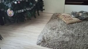 Бес-мачо (пора кастрировать) /Пугливая Таяна