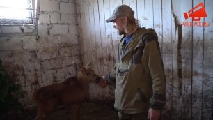 Житель Пермского края спас лосенка