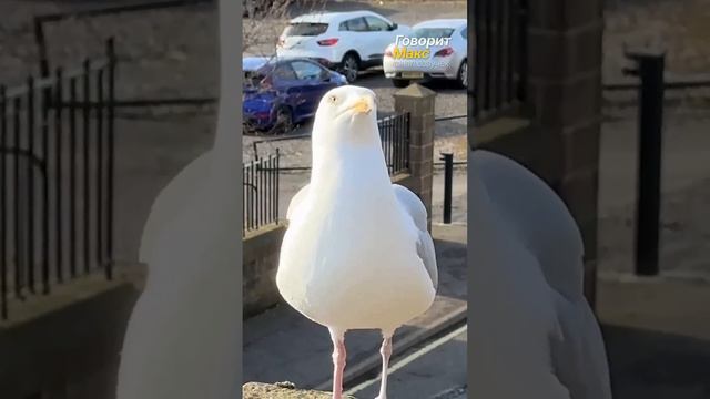 Кормление чайки Стивена. Узнает ли меня Стивен с маской на лице? @FeedingSteven