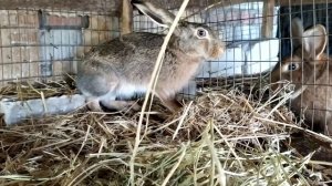 Дикий заяц в домашних условиях