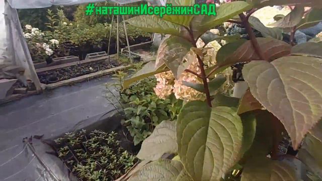 ❓Когда приобрести саженцы Гортензии❓ #наташинисерёжинсад