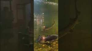 Краеведческий музей города Хабаровска