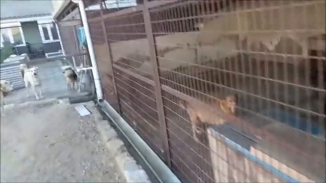 Самые преданные, верные и любящие - это СОБАКИ