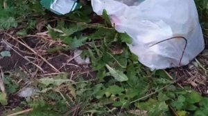 Проблема мусора Устинов Иван 4А класс МОУ Фаустовская СОШ