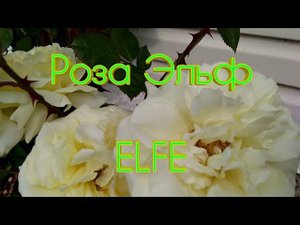 Роза Эльф в моём саду