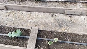 Свинка Белка пришла в охоту после эстрофана и Е-силена.