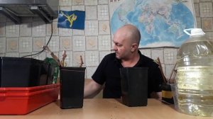Черенки винограда укоренились, пересаживаем в грунт. Как правильно поливать.