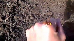 Пчеловодство пыльца в октябре