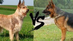 Пикардийская овчарка против Немецкой овчарки//Батл собак//Две овчарки//Кто победит?!//