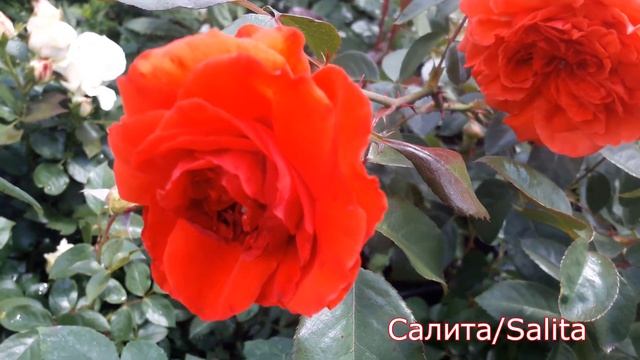 Salita (Салита) плетистые розы - питомник роз "Розы от Татьяны" смотреть онлайн