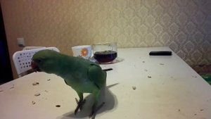 Ожереловый попугай дрессированный!:)