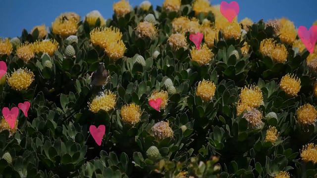 Cape Sugarbird facts 🦜 endemic to the Fynbos biome of Western and Eastern Cape of South Africa 🇿🇦 смотреть онлайн