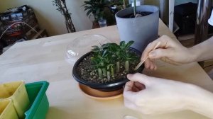 Кактусы и суккуленты из семян. Часть 3: первые два месяца. Пикировка адениумов.